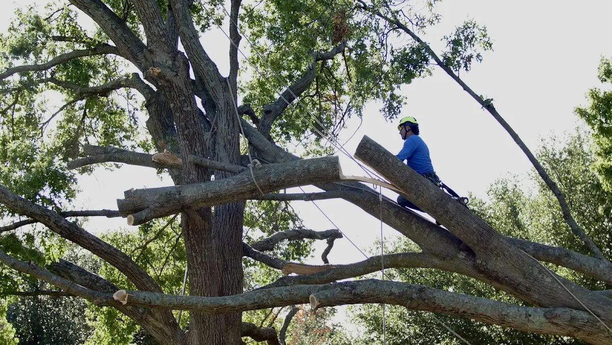 Professional Hazardous Tree Removal performed by certified arborists in Pine Island