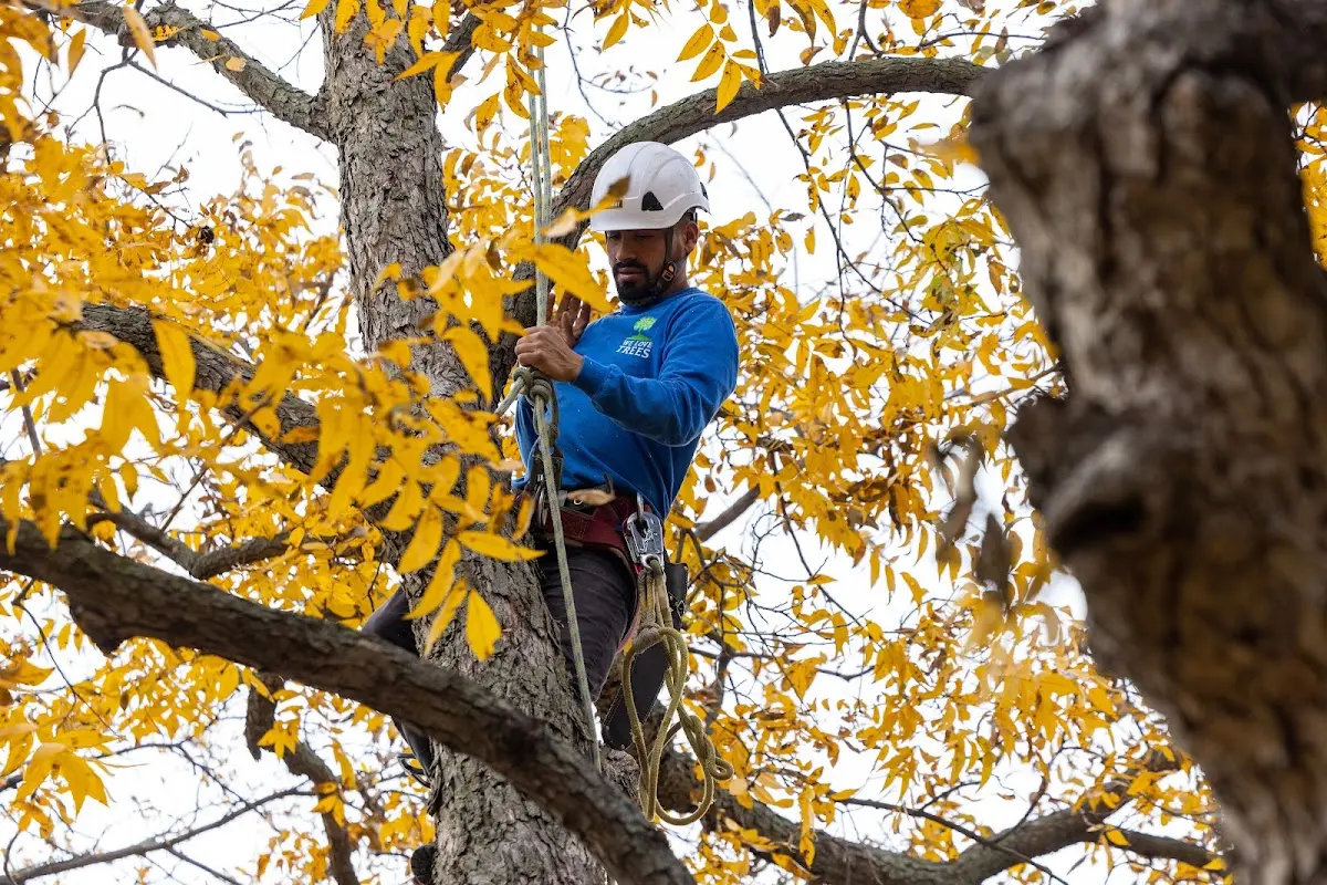 Skilled Tree Planing crew working in Pine Island