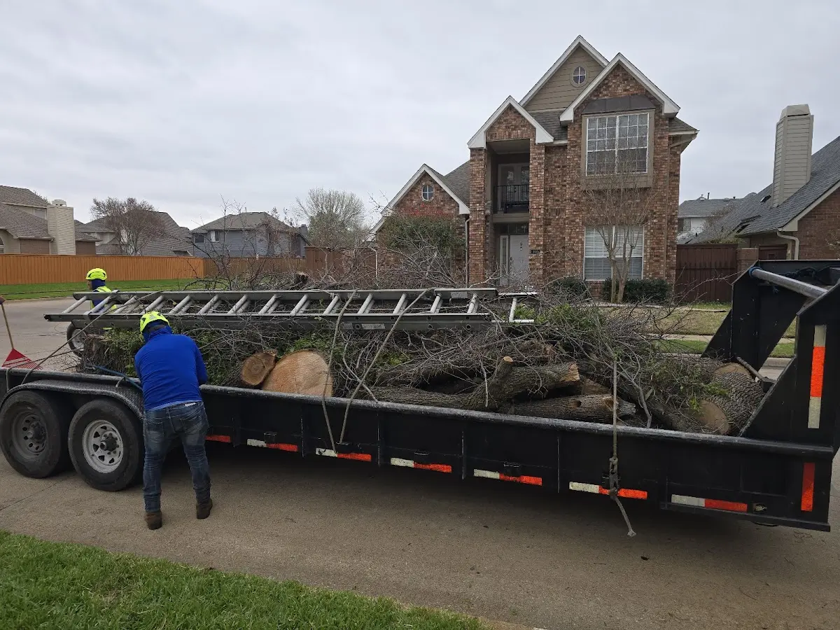 Expert Tree Removal with proper safety equipment in Pine Island